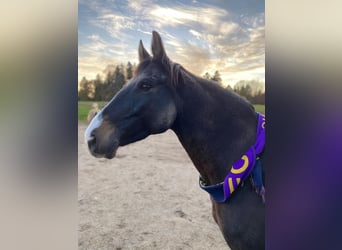 Hungarian Sport Horse, Gelding, 17 years, 14,2 hh, Brown