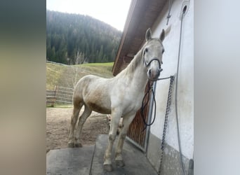 Hungarian Sport Horse, Gelding, 17 years, 15.3 hh, Gray-Dapple