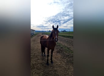 Hungarian Sport Horse Mix, Gelding, 18 years, 14.3 hh, Brown
