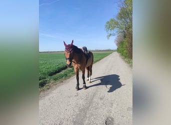 Hungarian Sport Horse, Gelding, 18 years, 16 hh, Brown