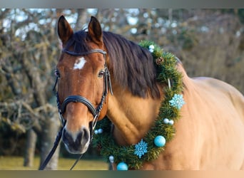 Hungarian Sport Horse, Gelding, 18 years, 16 hh, Brown