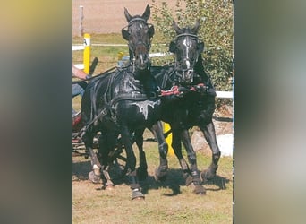 Hungarian Sport Horse, Gelding, 19 years, 16 hh, Black