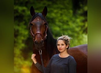 Hungarian Sport Horse, Gelding, 19 years, 16 hh, Brown