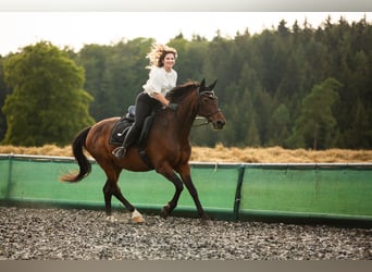 Hungarian Sport Horse, Gelding, 19 years, 16 hh
