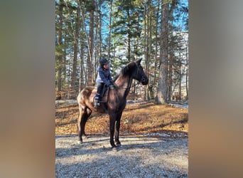 Hungarian Sport Horse, Gelding, 21 years, 17 hh, Black