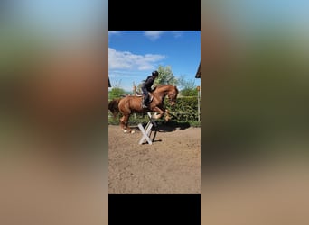 Hungarian Sport Horse, Gelding, 23 years, 16 hh, Chestnut-Red