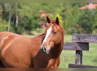 Ungarisches Sportpferd, Wallach, 2 Jahre, 15,2 hh, Dunkelfuchs