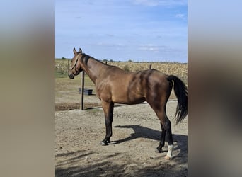 Hungarian Sport Horse, Gelding, 2 years, 16.1 hh, Bay