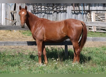 Ungarisches Sportpferd, Wallach, 2 Jahre, Dunkelfuchs