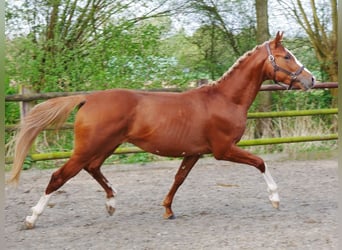 Hungarian Sport Horse, Gelding, 3 years, 15.1 hh, Chestnut-Red