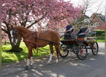 Hungarian Sport Horse, Gelding, 3 years, 15.1 hh, Chestnut-Red