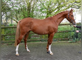 Hungarian Sport Horse, Gelding, 3 years, 15,1 hh, Chestnut-Red