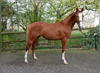 Hungarian Sport Horse, Gelding, 3 years, 15,1 hh, Chestnut-Red