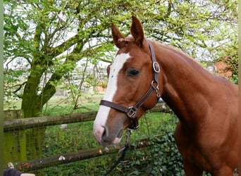 Hungarian Sport Horse, Gelding, 3 years, 15,1 hh, Chestnut-Red