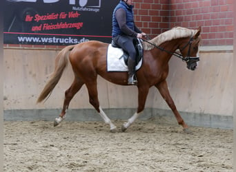 Hungarian Sport Horse, Gelding, 3 years, 15,1 hh, Chestnut-Red