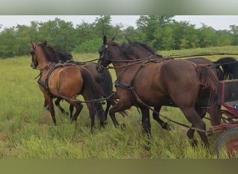 Hungarian Sport Horse Mix, Gelding, 3 years, 15.3 hh, Smoky-Black