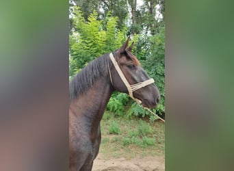 Hungarian Sport Horse Mix, Gelding, 3 years, 15.3 hh, Smoky-Black