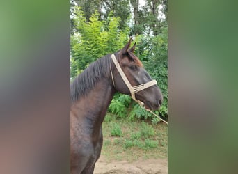 Hungarian Sport Horse Mix, Gelding, 3 years, 15.3 hh, Smoky-Black