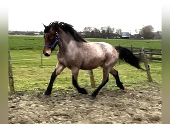 Hungarian Sport Horse, Gelding, 3 years, 15 hh, Roan-Bay