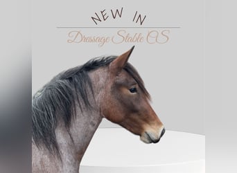 Hungarian Sport Horse, Gelding, 3 years, 15 hh, Roan-Bay