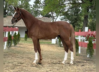 Hungarian Sport Horse, Gelding, 3 years, 16.1 hh, Sorrel