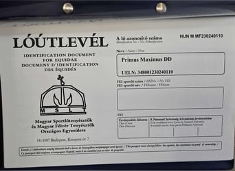 Hungarian Sport Horse, Gelding, 3 years, 16.2 hh, Black