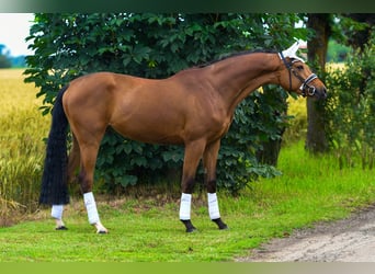 Hungarian Sport Horse, Gelding, 3 years, 16 hh, Brown