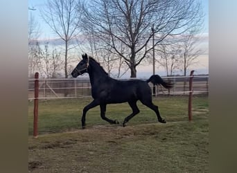 Hungarian Sport Horse, Gelding, 3 years, 16 hh, Gray