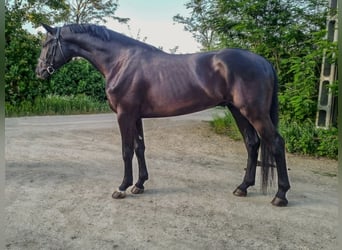 Hungarian Sport Horse Mix, Gelding, 3 years, Black
