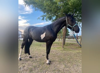 Hungarian Sport Horse, Gelding, 4 years, 12,2 hh, Black