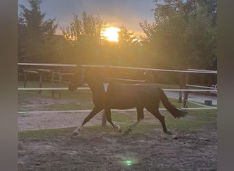 Hungarian Sport Horse, Gelding, 4 years, 12,2 hh, Black