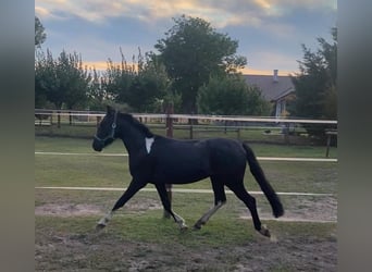 Hungarian Sport Horse, Gelding, 4 years, 12,2 hh, Black