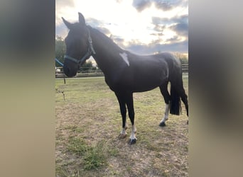 Hungarian Sport Horse, Gelding, 4 years, 12,2 hh, Black