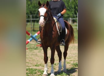 Hungarian Sport Horse Mix, Gelding, 4 years, 14,3 hh, Chestnut-Red