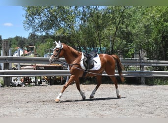 Hungarian Sport Horse, Gelding, 4 years, 14.3 hh, Chestnut-Red