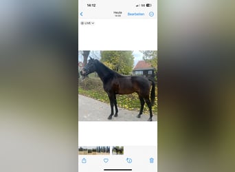 Hungarian Sport Horse, Gelding, 4 years, 15,2 hh, Bay-Dark