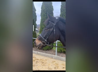 Hungarian Sport Horse, Gelding, 4 years, 15,2 hh, Bay-Dark