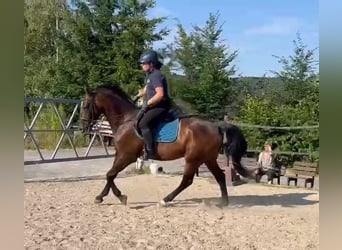 Hungarian Sport Horse, Gelding, 4 years, 15.2 hh, Brown