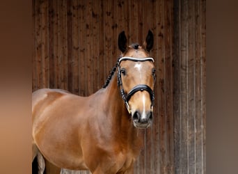 Hungarian Sport Horse, Gelding, 4 years, 15.2 hh, Brown