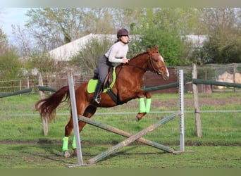Hungarian Sport Horse, Gelding, 4 years, 15.2 hh, Chestnut