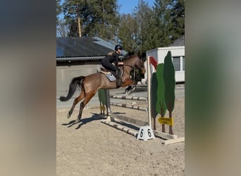 Hungarian Sport Horse, Gelding, 4 years, 15,2 hh, Brown