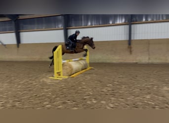 Hungarian Sport Horse, Gelding, 4 years, 15,2 hh, Brown