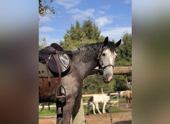 Hungarian Sport Horse, Gelding, 4 years, 15,2 hh, Grey-Dapple
