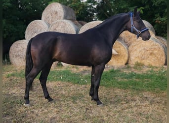 Hungarian Sport Horse, Gelding, 4 years, 16.1 hh, Bay-Dark