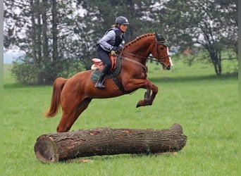 Hungarian Sport Horse, Gelding, 4 years, 16.1 hh, Chestnut