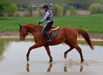 Hungarian Sport Horse, Gelding, 4 years, 16.1 hh, Chestnut