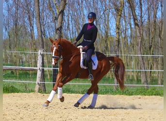 Hungarian Sport Horse, Gelding, 4 years, 16.1 hh, Chestnut