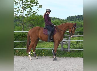Hungarian Sport Horse, Gelding, 4 years, 16.1 hh, Chestnut