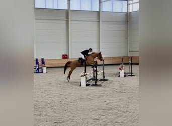 Hungarian Sport Horse, Gelding, 4 years, 16.1 hh, Chestnut