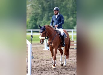 Hungarian Sport Horse, Gelding, 4 years, 16,1 hh, Chestnut